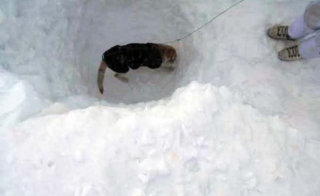 Dogs found the jawan under 25 feet snow