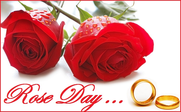 7th February Rose Day