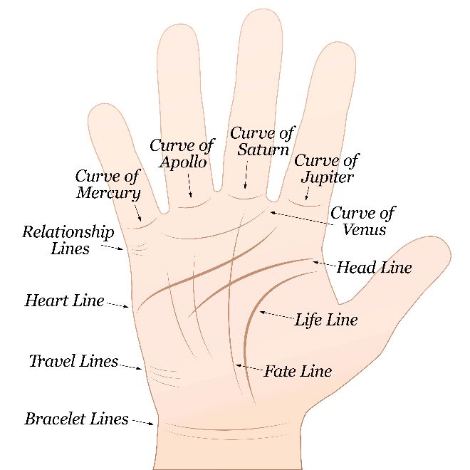 What Do The Lines In Your Hand Say About You.