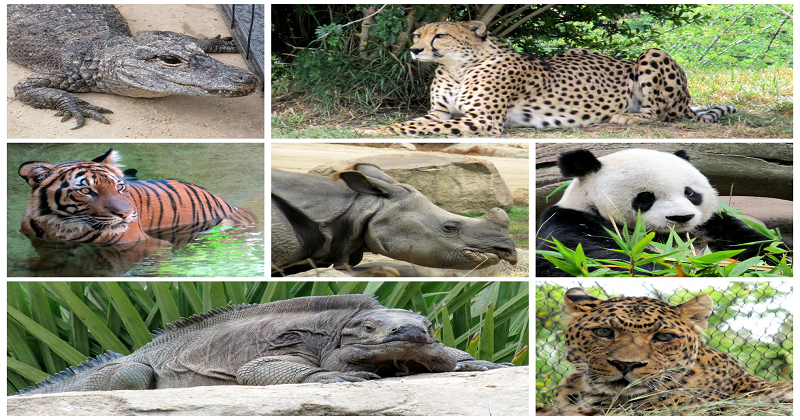 50 Animal Species Out Of 96,000 Are “Critically Endangered” In India