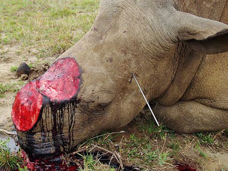 Rhinos killed