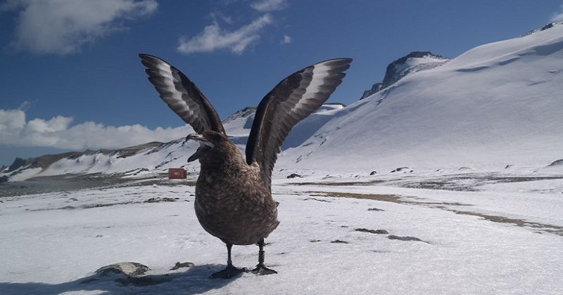 Antarctic Birds Recognize Individual Humans