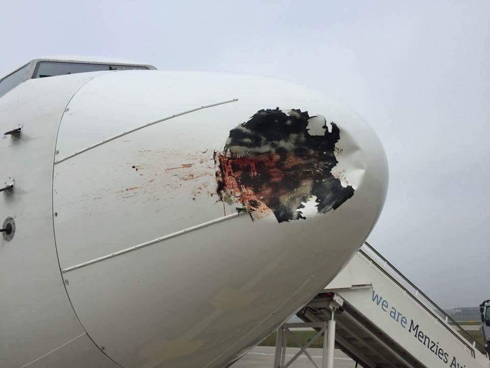 Bird hits flight