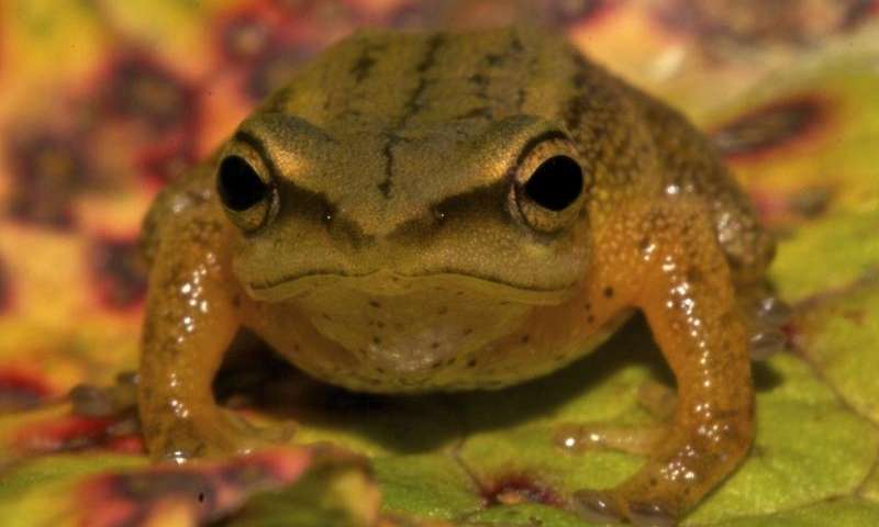 Golden frog discovered