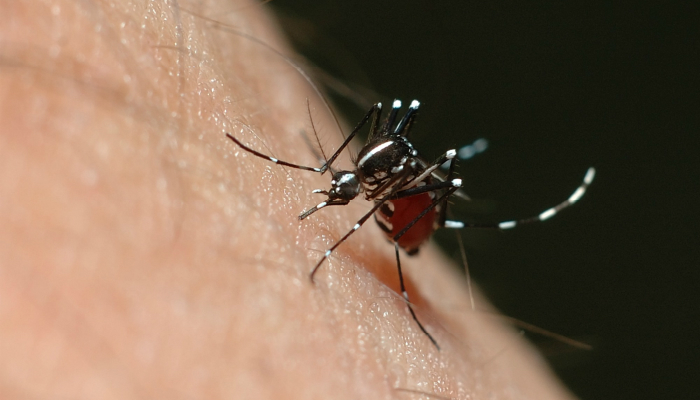 Dengue Vaccine