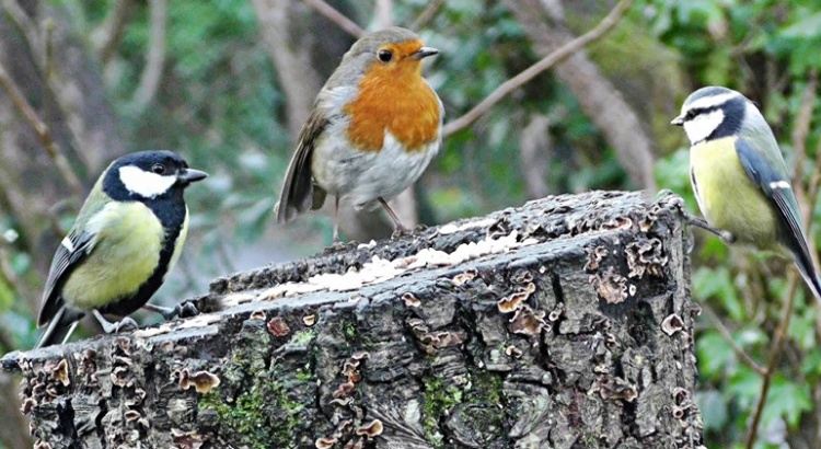 Small Birds Have Vision Twice As Fast As Humans (5)