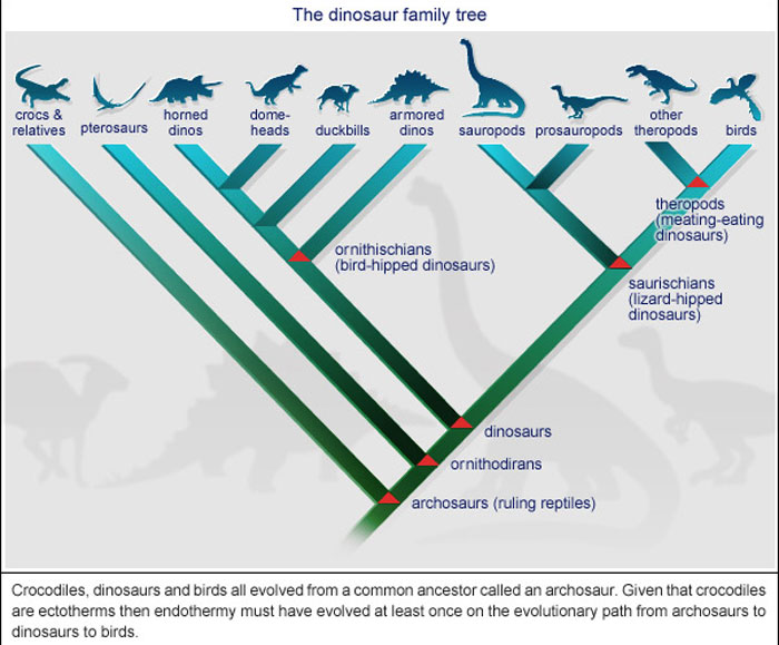 Dinosaur family tree data