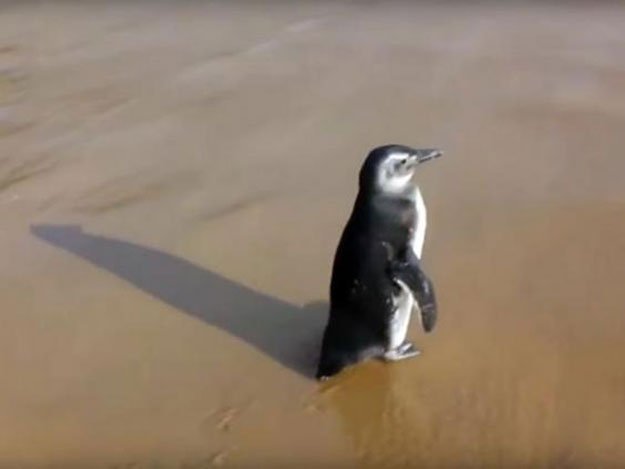 Penguin Swims 8000 Kms Every Year To Meet The Man (5)