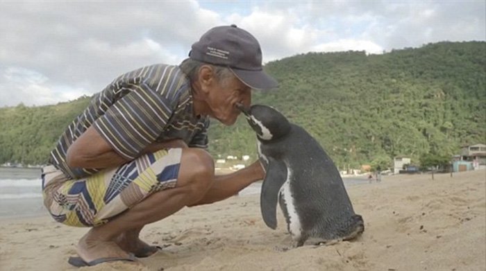 Penguin Swims 8000 Kms Every Year To Meet The Man (2)