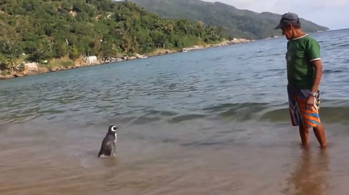 Penguin Swims 8000 Kms Every Year To Meet The Man (3)