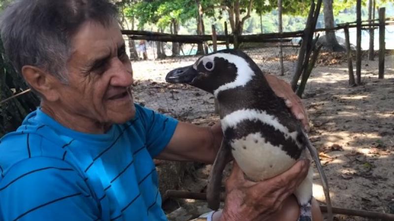 Penguin Swims 8000 Kms Every Year To Meet The Man (1)