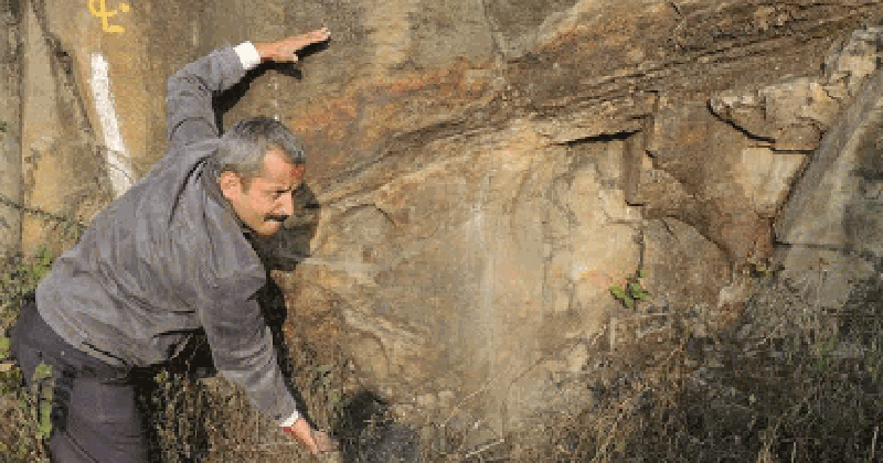 20 Million Year Old Fossilised Tree Saved From Destruction In Raboon