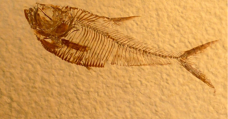 First-Ever Fossilized Heart Found In Ancient Fish