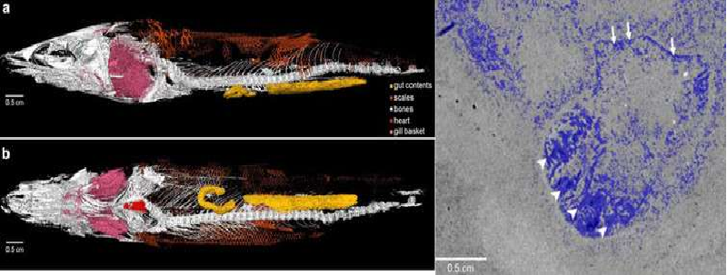 First Fossilized Heart Found In Ancient Fish