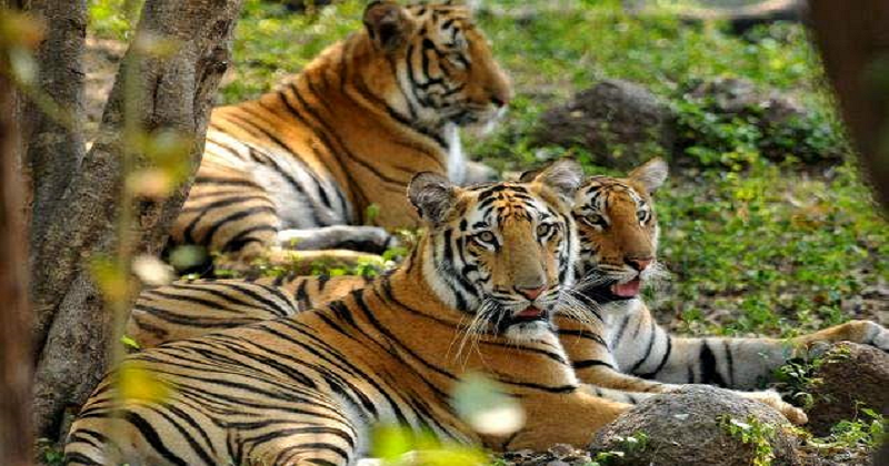 MoEF Preparing Guidelines To Protect Tiger Corridors