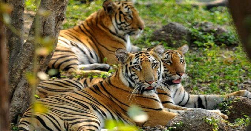 India's Tiger Population On The Rise (2)