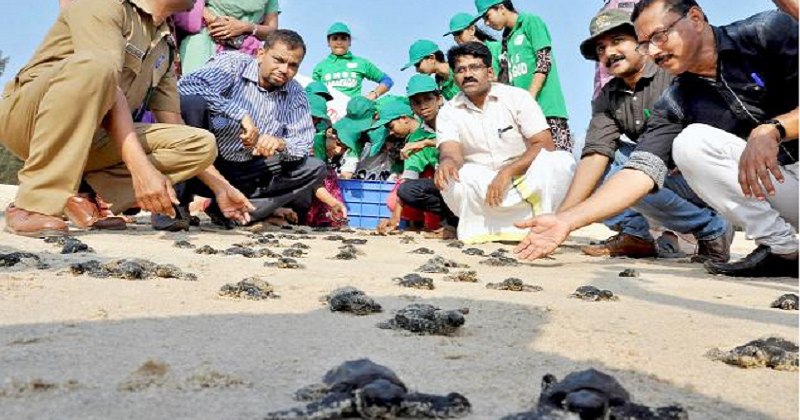 Olive Ridley Turtle Hatchlings Released Into Sea From RK Beach