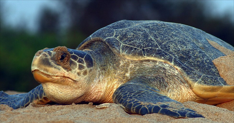 Rise In Mercury Deters Olive Ridley Turtles From Gathering For Mass Nesting.