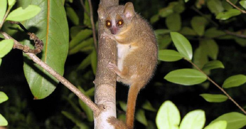 Three New Tiny Mouse Lemur Species Found In Madagascar (2)