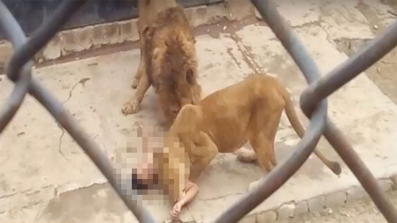 A Man Attempts Suicide By Stripping Naked And Jumping Into A Lion Cage In Chile (4)