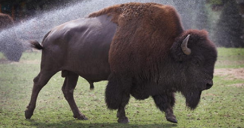 Archaeologists Uncover 13,000-year-old Bones Of Ancient, Extinct Bison Species