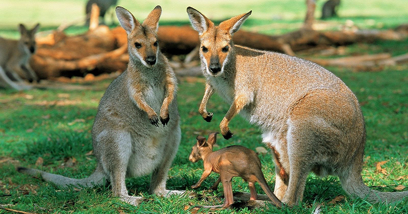 Australia Is Preparing To Kill Nearly 2,000 Kangaroos