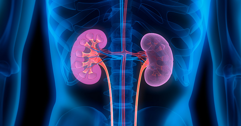 Global Warming May Accelerate Chronic Kidney Disease