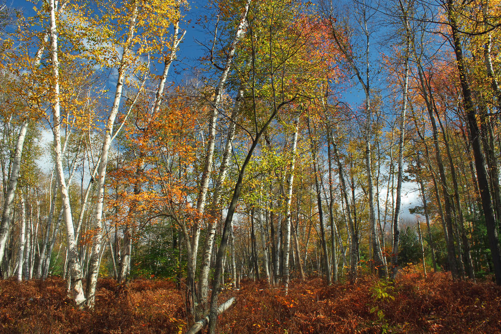 Birch Trees Seen Resting Branches At Night For The First Time