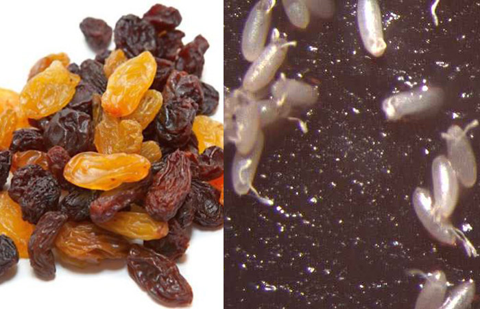 Raisins have fruit fly eggs
