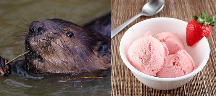 Beaver anal glands in ice creams and candies