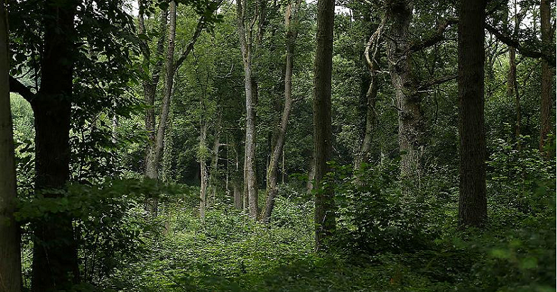 India To Spend $6 Billion On Creating New Forests