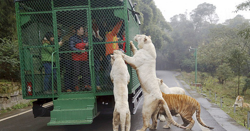 Do You Know About This Chinese Zoo Where Humans Are Caged And Animals ...