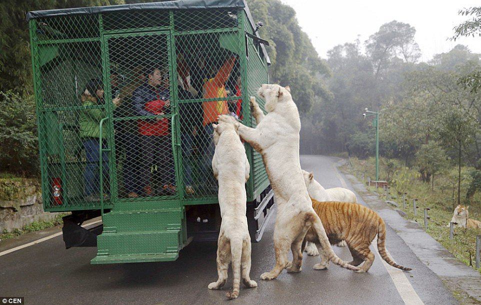 Chinese Zoo Where Humans Are Caged And Animals Roam Free (2)