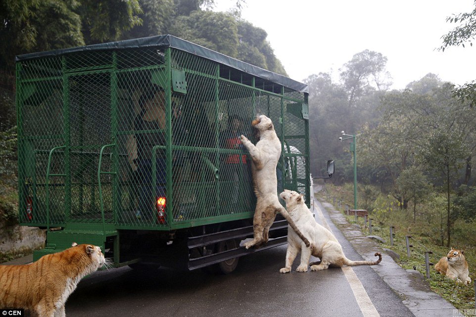 Chinese Zoo Where Humans Are Caged And Animals Roam Free (4)