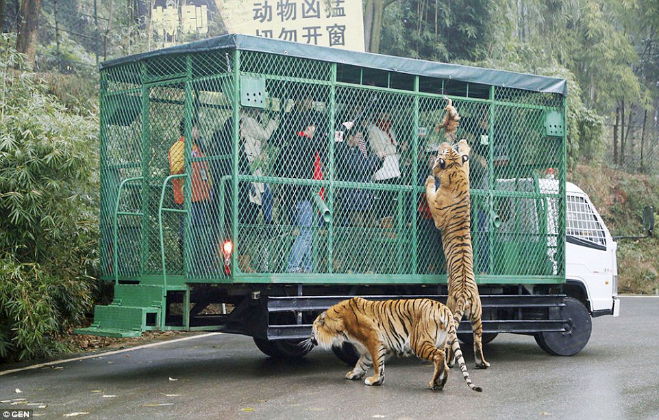 Chinese Zoo Where Humans Are Caged And Animals Roam Free (5)