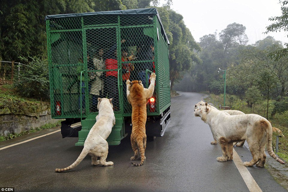 Chinese Zoo Where Humans Are Caged And Animals Roam Free (6)