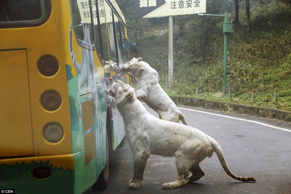 Chinese Zoo Where Humans Are Caged And Animals Roam Free (1)