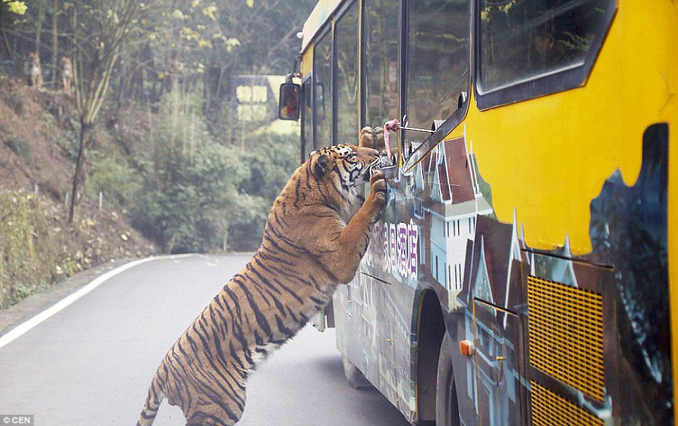 Chinese Zoo Where Humans Are Caged And Animals Roam Free (3)