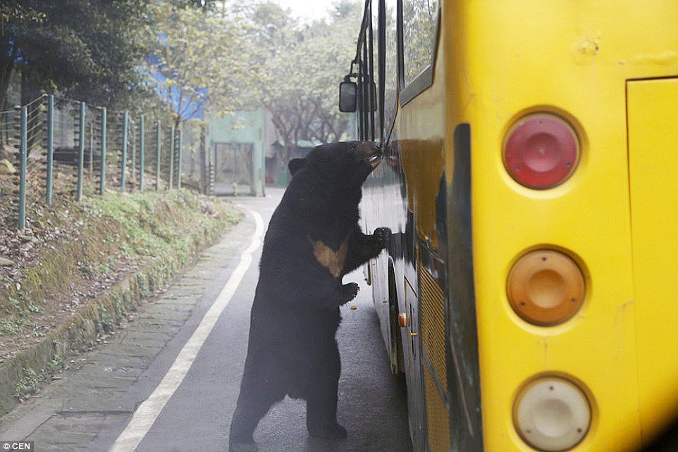 Chinese Zoo Where Humans Are Caged And Animals Roam Free (7)