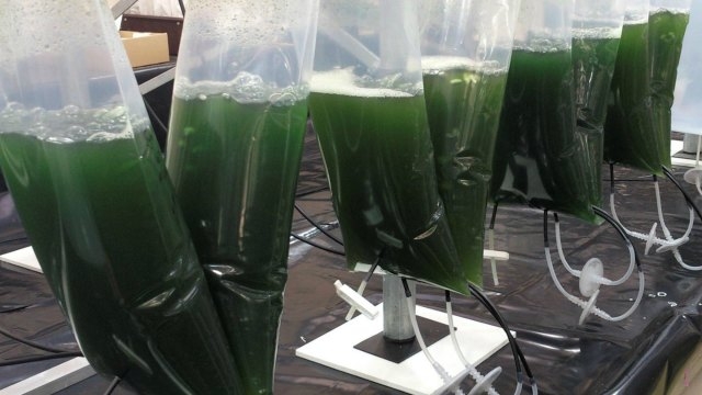 Modified Microalgae Converts Sunlight Into Valuable Medicine (2)