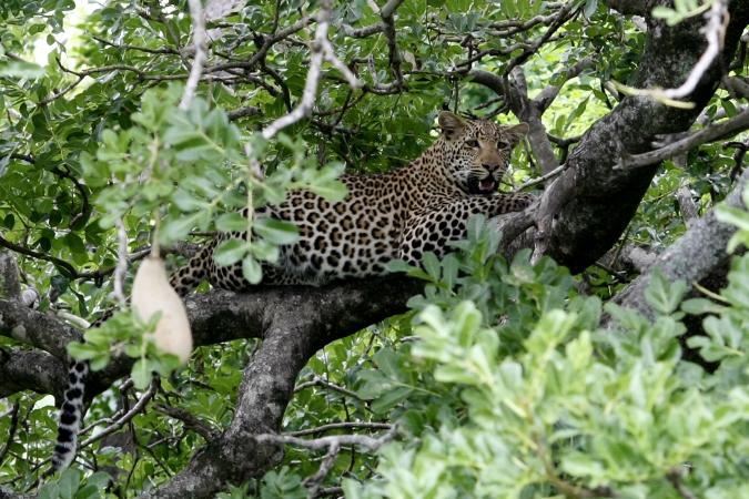 Leopards lost historic range
