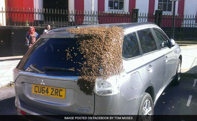 Swarm Of Bees Chase Car For Over 24 Hours To Rescue Their Queen (1)