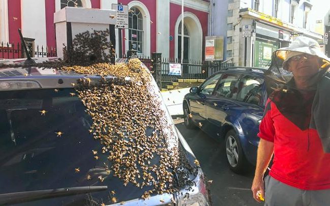 Swarm Of Bees Chase Car For Over 24 Hours To Rescue Their Queen (3)