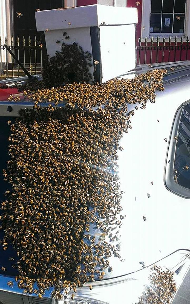 Swarm Of Bees Chase Car For Over 24 Hours To Rescue Their Queen (4)
