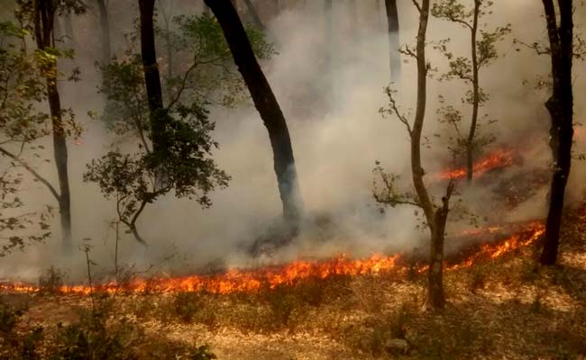 Uttarakhand Forest catch fire