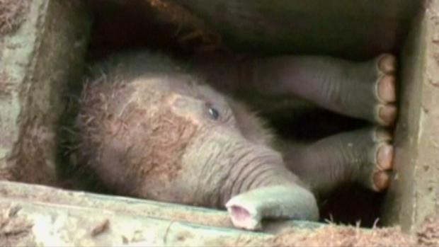 Baby Elephant stuck in Drain