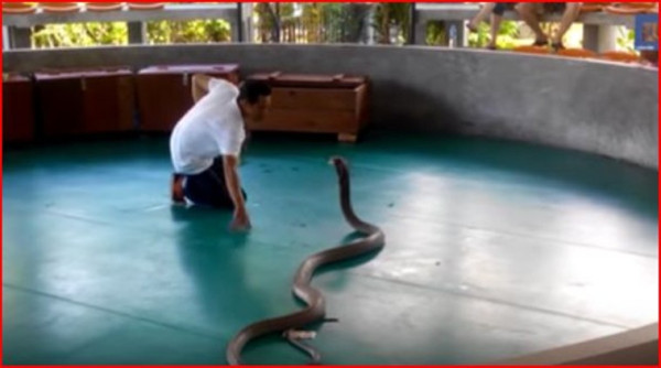 snake attack in live show