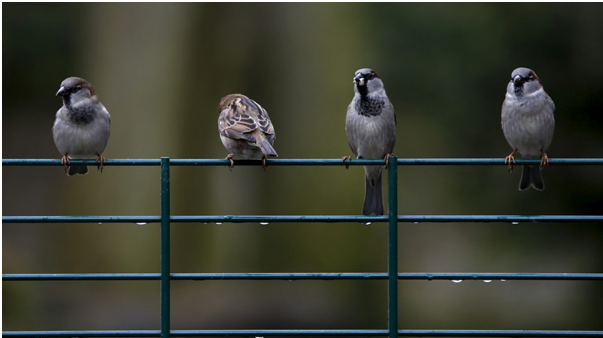 City birds angrier, more aggressive than rural birds