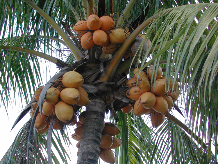 Coconuts May Inspire Scientists To Make Earthquake-proof Buildings (6)