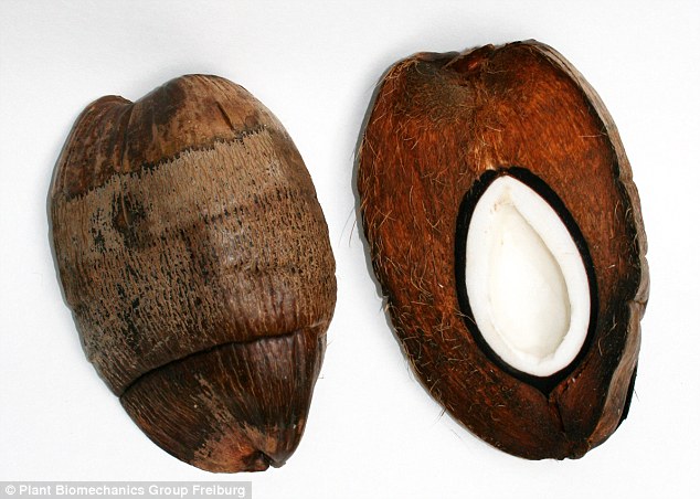 Coconuts May Inspire Scientists To Make Earthquake-proof Buildings (4)